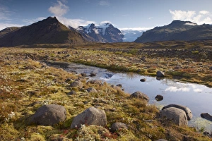 Images Dated 6th September 2009: Arctic plants in autumn in Skaftafell National Park, Mount Hafrafell