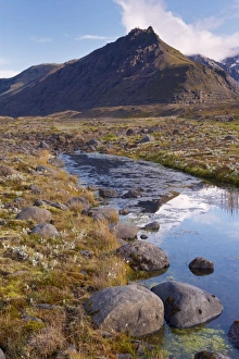 Images Dated 6th September 2009: Arctic plants in autumn in Skaftafell National Park, Mount Hafrafell in the distance