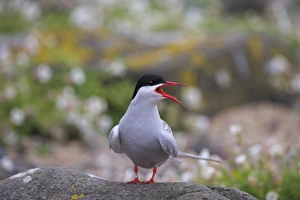 One Bird Only Prints: Arctic tern