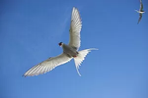 Arctic tern in flight