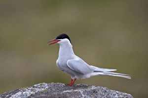 Sterna Paradisaea Prints: Arctic Tern (Sterna paradisaea), Iceland, Polar Regions