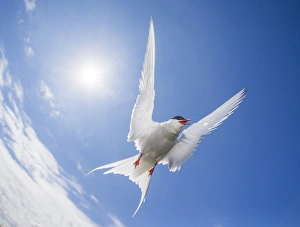 Arctic tern (Sterna paradisaea), Farne Islands, Northumberland, England, United Kingdom