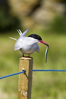 Rope Prints: Arctic tern (Sterna paradisaea), with fish, Farne Islands, Northumberland coast