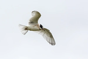 Arctic tern (Sterna paradisaea) chick in flight, Flatey Island, Iceland, Polar Regions