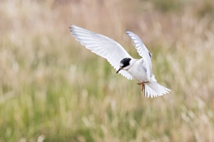 Flatey Island Prints: Arctic tern (Sterna paradisaea) chick in flight, Flatey Island, Iceland, Polar Regions