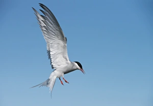Action Prints: Arctic tern (Sterna paradisaea) on the Farne Islands
