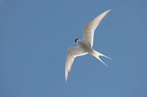 Arctic tern (Sterna paradisaea) in flight, Nunavut, Canada, North America