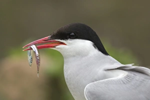 Northumberland Prints: Arctic tern (Sterna paradisaea) with sandeel, Inner Farne, Northumberland, England