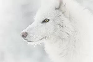 Polar Gallery: Arctic Wolf