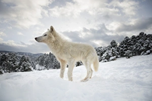 Looking Away Prints: Arctic wolf (Canis lupus arctos), Montana, United States of America, North America