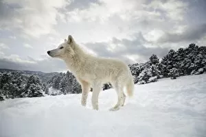 Looking Away Gallery: Arctic wolf (Canis lupus arctos), Montana, United States of America, North America