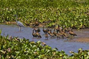 Images Dated 1st September 2008: Ardea humbloti (Madagascar Herons) in the Ankarafantsika National Park