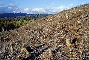 Forestry Prints: Area of deforestation