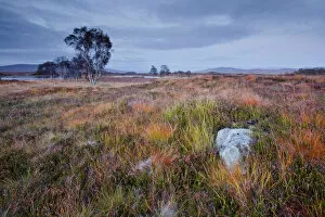 Moor Collection: The area of Rannoch Moor, a Site of Special Scientific Interest, Highlands, Scotland