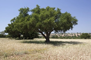 Argan trees, near Essaouira, Morocco, North Africa, Africa