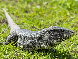 Pantanal Prints: Argentine black and white tegu (Salvator merianae)