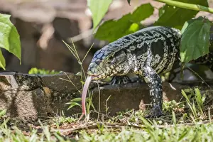 Argentine tegu lizard (Tupinambis merianae) in Iguazu Falls National Park, Misiones