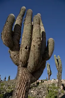 Cactaceae Prints: Arid landscape with cactii and desert rock formations near Humahuaca in Jujuy province