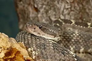 Snake Prints: Arizona black rattlesnake (Crotalus cerberus) in captivity, Arizona Sonora Desert Museum