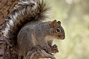 Arizona gray squirrel (Sciurus arizonensis), Madera Canyon, Coronado National Forest Arizona gray squirrel (Sciurus arizonensis), Madera Canyon, Coronado National Forest