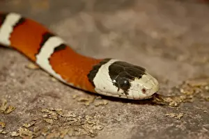 Stripes Prints: Arizona mountain kingsnake (Lampropeltis pyromelana) in captivity