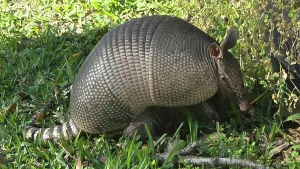 Observations Prints: Armadillo, United States of America