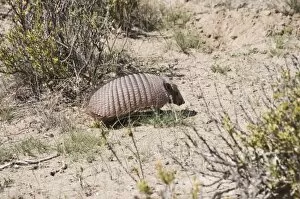 Images Dated 7th March 2009: Armadillo, Valdes Peninsula, Patagonia, Argentina, South America
