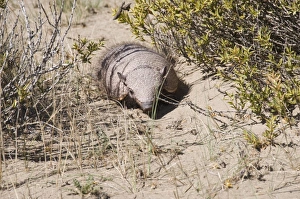 Images Dated 7th March 2009: Armadillo, Valdes Peninsula, Patagonia, Argentina, South America