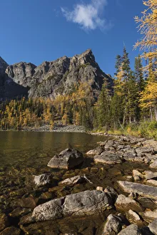 Arnica Lake in Autumn with Larch trees and Mountains, Banff National Park