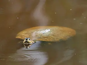 Awareness Prints: Arrau turtle surfaces in water at a rescue center in Iquitos