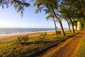 Images Dated 25th August 2007: Artifical planted tree line, Manakara, Madagascar, Indian Ocean, Africa