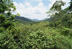 Rain Forest Prints: Asa Wright Nature Reserve