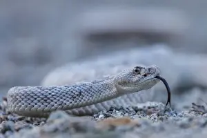 Snake Prints: Ash colored morph of the endemic rattleless rattlesnake (Crotalus catalinensis)