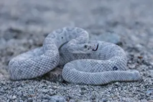 Ash colored morph of the endemic rattleless rattlesnake (Crotalus catalinensis)