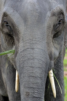 Assam Prints: Asian elephant, Kaziranga, Assam, India, Asia