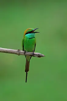 Avifauna Prints: Asian Green Bee-eater on a branch in Sri Lanka making sounds during the day