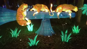 Enchanting Prints: Asian Lantern Festival, Central Florida Zoo, United States of America