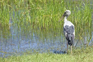 Marsh Prints: Asian Openbill (anastomus oscitans), Yala National Park, Sri Lanka, Asia