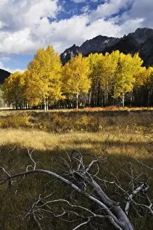 Images Dated 26th September 2009: Aspen in fall colors, Banff National Park, UNESCO World Heritage Site, Alberta