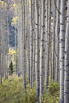 Fall Color Prints: Aspen grove with early fall colors
