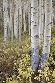 Grove Prints: Aspen grove in early fall, White River National Forest, Colorado, United States of America