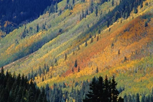 San Juan Prints: Aspen pines