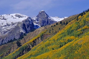 San Juan Prints: Aspen pines and snowy peaks
