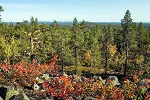 Finland Prints: Aspen shrub grows among trees in Kivitunturi forest in Lapland, Finland