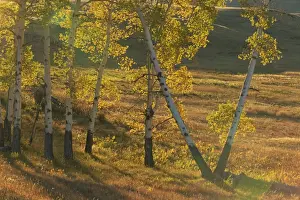 Aspens Prints: Aspen trees in autumn colours, Yellowstone National Park, UNESCO World Heritage Site