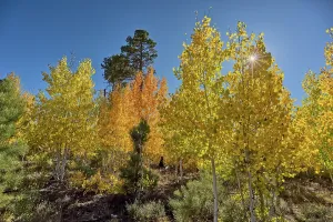 Northern Prints: Aspen trees change color during Autumn on the Kaibab Plateau in Northern Arizona in 2025