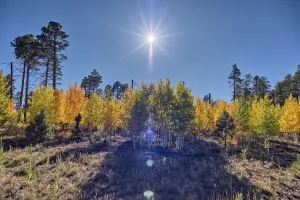 Northern Prints: Aspen trees changing color in autumn on the Kaibab Plateau in Northern Arizona during the year 2025