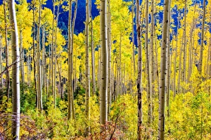Populus Tremuloides Prints: Aspen trees in the Fall, Aspen, Colorado, United States of America, North America