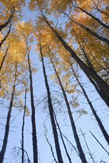 Vashon Island Prints: Aspen trees (Populous tremuloides) in late day light