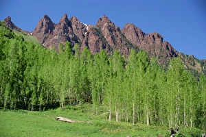 Aspen Prints: Aspen trees with the red peaks which line Maroon Valley to the west